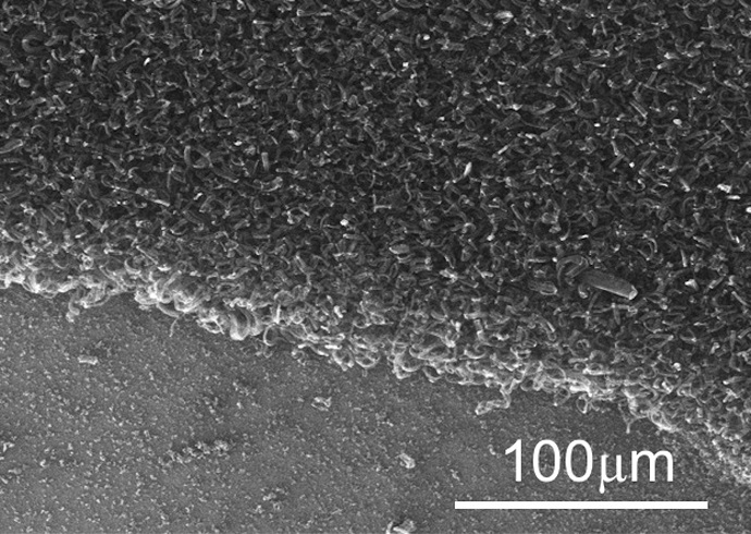 Bundles of aligned carbon nanotubes spring from the surface of a sheet of graphene