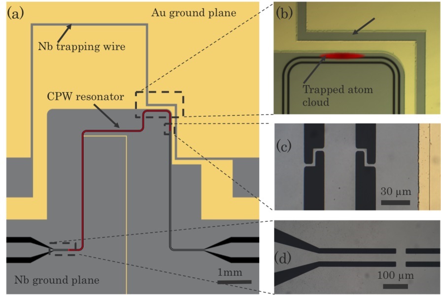 Hybrid quantum architecture - Superconductor chip with captured atoms